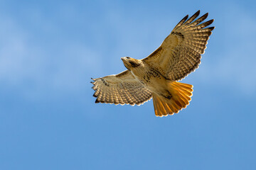 Red-tailed hawk in flight against a blue sky.