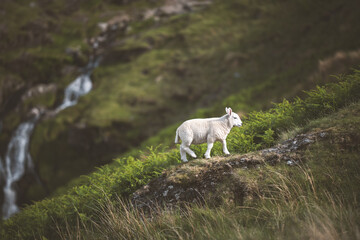 Obraz premium A lone lamb walks along a hillside with a waterfall in the background