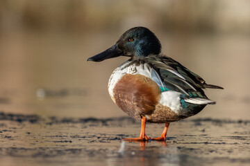 Northern shoveler (Spatula clypeata)