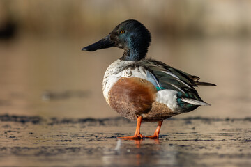 Northern shoveler (Spatula clypeata)