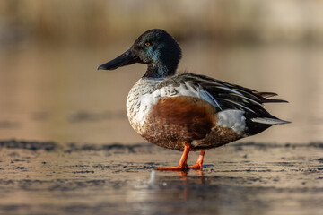 Northern shoveler (Spatula clypeata)