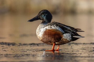Northern shoveler (Spatula clypeata)