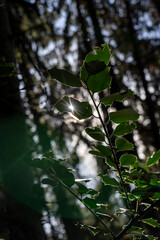 nibbled holly leaves in forest in backlight with the sun shining through one of its nibbled wholes