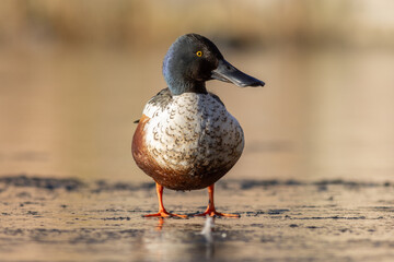 Northern shoveler (Spatula clypeata)