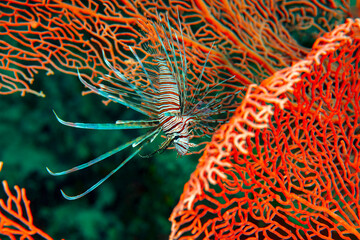 Lionfish Swimming Gracefully Beside Large Gorgonian Sea Fan © Leon Burda