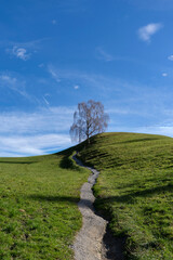 single weeping willow in autumn standing on top of a green hill with blue sky and a small foot path leading to it