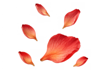 Red flower petals falling, creating an elegant backdrop for romantic, wedding, and celebration designs with transparent background