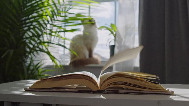 Cozy Interior View Of A Vintage Book Rustling In The Breeze Opposite A Window Where A Cat Rests Beside Blooming Potted Flowers.