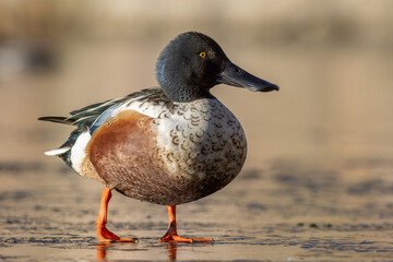 Northern shoveler (Spatula clypeata)