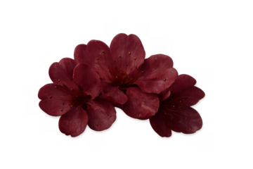 Three burgundy cherry blossom flowers blooming, arranged on a transparent background for versatile design use
