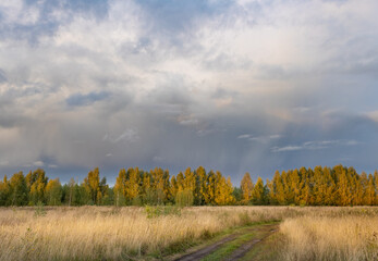 Obraz premium Field of trees with a road running through it