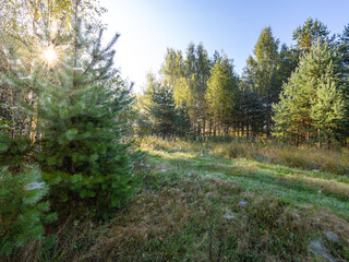 Forest with a sun shining through the trees