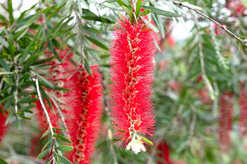 Red Bottlebrush plants known as Callistemon. They are cylindrical flower spikes, typically bright red and resemble a bottle brush