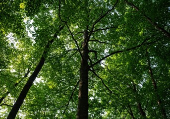 Obraz premium Lush green canopy acting as the planet's essential natural air purifier, filtering pollutants and generating fresh oxygen for respiratory health, purify, botany, health