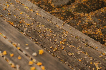 Fallen Yellow Petals on Weathered Wooden Planks