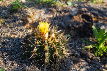 Cactus of the Parodia family, endemic to South America