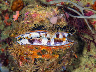 Oyster Attached to Reef Surface with Shell Partially Open © Leon Burda