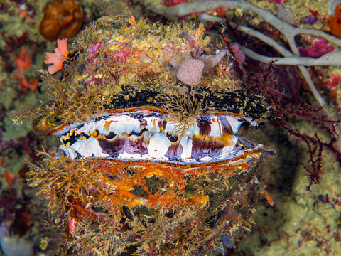 Oyster Attached to Reef Surface with Shell Partially Open