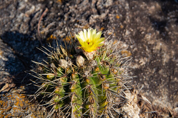 Cactus of the Parodia family, endemic to South America