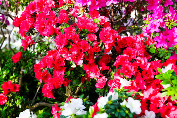 Vibrant flowers bloom in a sunny garden showcasing rich colors and natural beauty