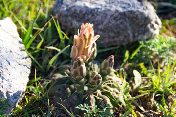 cacti of the Gymnocalycium family native to South America