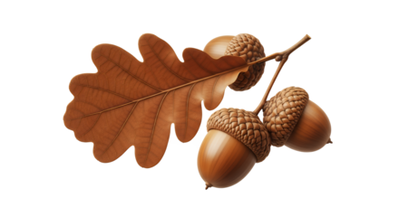 A vibrant brown oak leaf and a cluster of ripe acorns on a small twig, beautifully isolated on a pure white background, capturing the rich essence of autumn's natural harvest and seasonal renewal