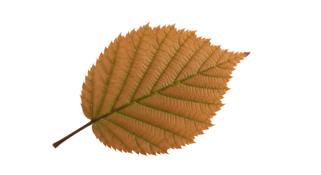 Detailed Close-up of a Single Brown Leaf Isolated on White Background