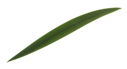Single elongated green leaf with visible veins against a pure white background, showcasing natural beauty