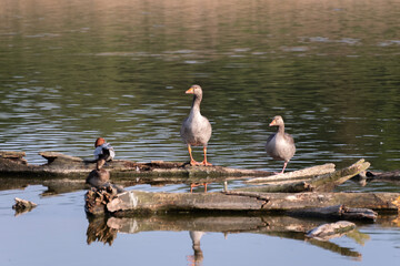 Two wild geese rest on floating logs in the middle of a calm lake, surrounded by nature. Peaceful water scene perfect for wildlife, outdoor, and nature photography.