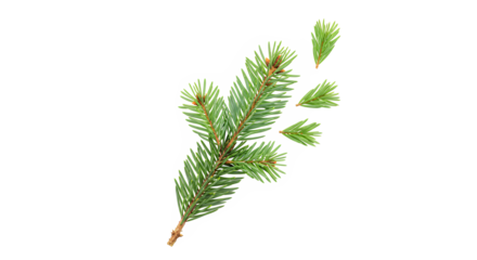 A close-up studio shot of a single green pine branch with needles, isolated on a white background