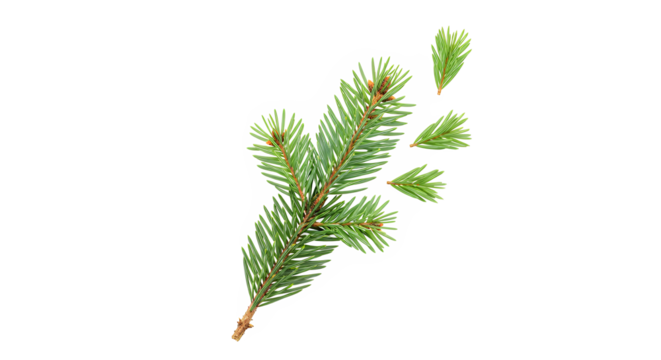 A close-up studio shot of a single green pine branch with needles, isolated on a white background