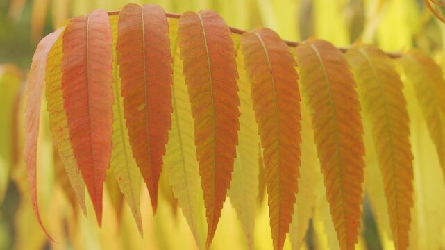 Fall Colors Texture: Detailed shot of the changing, fern-like Sumac leaves, transitioning from red to orange