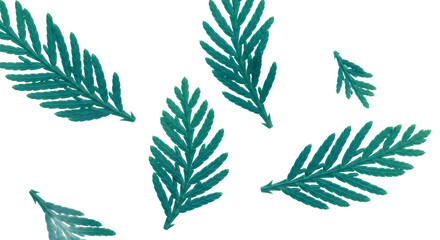 A close-up perspective of vibrant green fir tree needles scattered against a white background, showcasing intricate textures and natural beauty