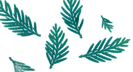 A close-up perspective of vibrant green fir tree needles scattered against a white background, showcasing intricate textures and natural beauty