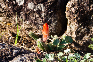 Chamaecereus silvestrii in the mountains of Cordoba, Argentina