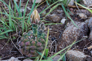 cacti of the Gymnocalycium family native to South America