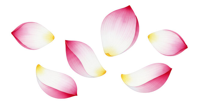 Exquisitely detailed and vibrant illustration of delicate pink and white lotus flower petals gracefully floating, capturing a serene and pure essence, ideal for tranquil designs