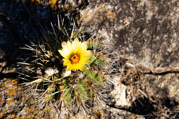Cactus of the Parodia family, endemic to South America