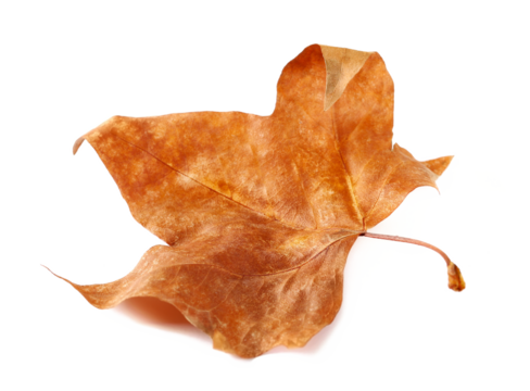 Dry leaf yellow plane tree isolated on white, top view