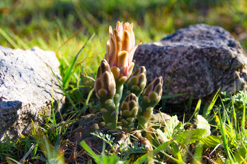 cacti of the Gymnocalycium family native to South America