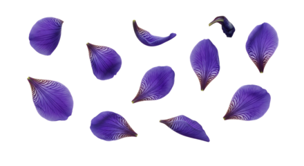 Scattered Purple Flower Petals on a White Background - Delicate and Vibrant Bloom Elements