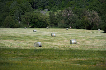 Green hay bales are scattered across a field, framed by lush forest. Peaceful rural scene with natural scenery, farmland, and countryside outdoor atmosphere.