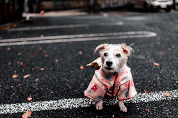 Jack Russel  Terrier Wearing Kimono.