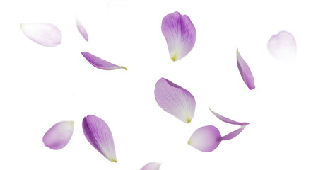 Floating Lavender Petals A Delicate Dance of Color and Grace, Perfect for Design & Backgrounds