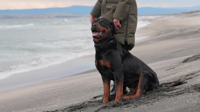 Woman holding and putting on collar for rottweiler dog in cold weather