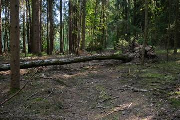 A fallen tree lies across a forest trail used for hiking and biking. Dense greenery, shaded path, and natural wilderness create a peaceful outdoor scene.