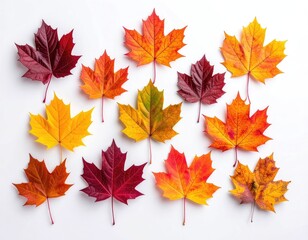 Vibrant autumn maple leaves in red, orange, and yellow on a white background