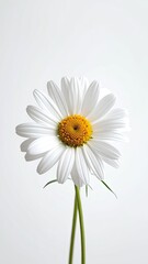 Naklejka premium A single white daisy with a yellow center and green stems on a plain background