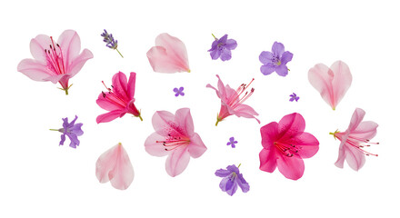 Scattered vibrant pink and delicate purple flowers with their soft petals, elegantly arranged on a clean white background, celebrating the fresh beauty of spring and summer