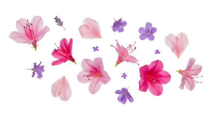Scattered vibrant pink and delicate purple flowers with their soft petals, elegantly arranged on a clean white background, celebrating the fresh beauty of spring and summer